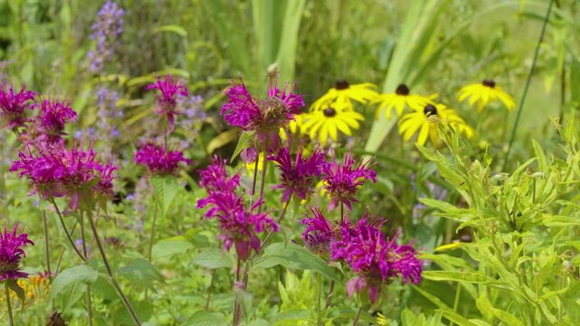 Still look at Wildflowers Native to Michigan, USA.