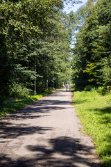 road in the forest