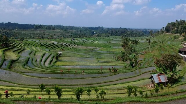 Bali Rice Fields riziere Indonesia green by Drone