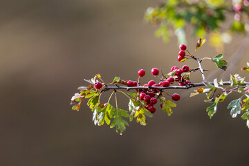 blossom in spring