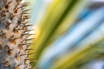 Plant cactus macro. Cactus needles close up. Blurred background.