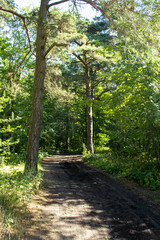 footpath in the forest