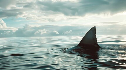 Fototapeta premium A lone shark fin cuts through the calm, reflective ocean surface under a moody, clouded sky, hinting at the mysterious life below.