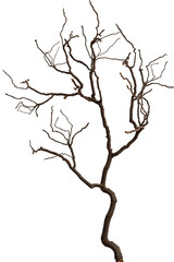 Bare branch without leaves or root on isolated background. Dry tree in winter or during drought.