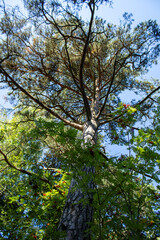 Young pine tree in the forest.