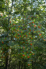 Rowan tree in the forest.