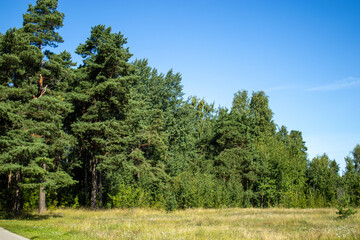 Fototapeta premium Edge of a pine forest.