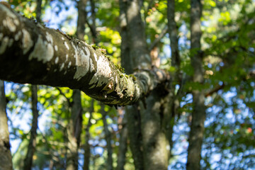 Fototapeta premium A fallen tree branch in the forest.