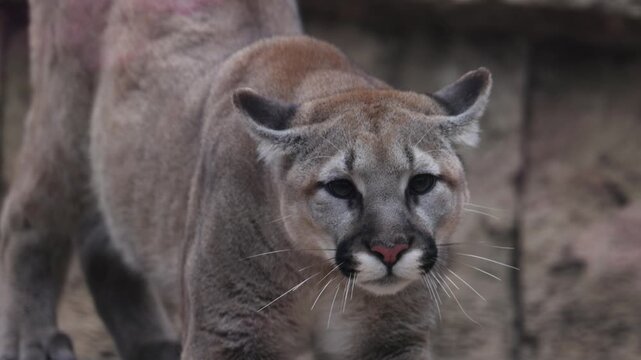 Closeup macro shot of mountain lion stretching then staring directly at camera.