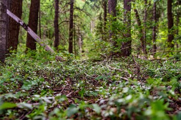 Scenic forest landscape in San Juan National Forest, Colorado with lush green trees