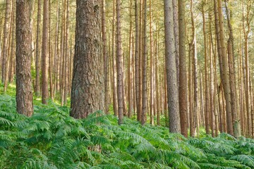 Dense forest with tall pine trees and lush green ferns covering the ground