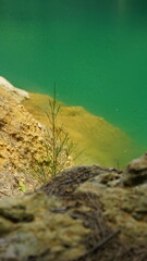 An image showing a natural shoreline with a small plant growing near the edge of calm, green water. 