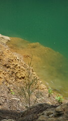 An image showing a natural shoreline with a small plant growing near the edge of calm, green water. 