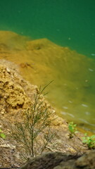 An image showing a natural shoreline with a small plant growing near the edge of calm, green water. 