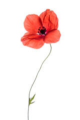 Beautiful poppy