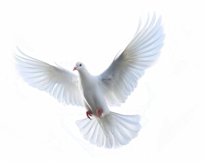 Fototapeta premium White Dove in Flight. Spiritual Symbol of Peace and Freedom