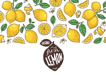 Lemon fruit hand drawn design. Vector illustration. Design, package, brochure illustration. Lemon fruit frame illustration. Design elements for packaging design and other.