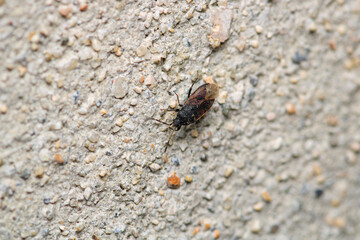 Halyomorpha Halys insect macro photo