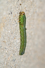 cimbex femoratus fly larva macro photo