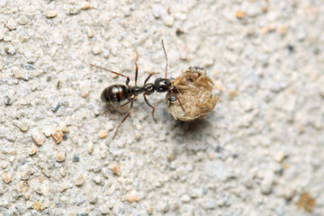 Black carpenter ant macro photo