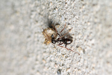 Black carpenter ant macro photo