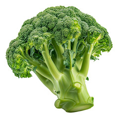 green broccoli in transparent background