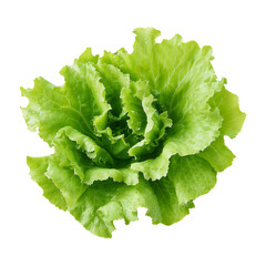 lettuce transparent background