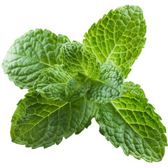 mint leaves, macro photo, transparent background