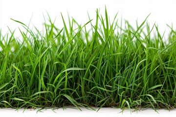 Fototapeta premium Create a vibrant, natural background featuring fresh green grass cut out against a clean backdrop. The focus is on the lush, healthy blades of grass, capturing their rich color and texture to evoke a 