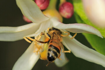 honey bee photo in natural pumpkin flower