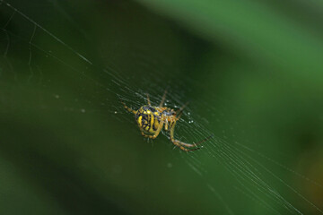 natural parasteatoda tepidariorum spider macro