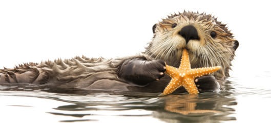 a sea Otter holding a starfish in a PNG, horizontal format, in an aquatic nature-theme, isolated, and transparent photorealistic illustration. Generative ai
