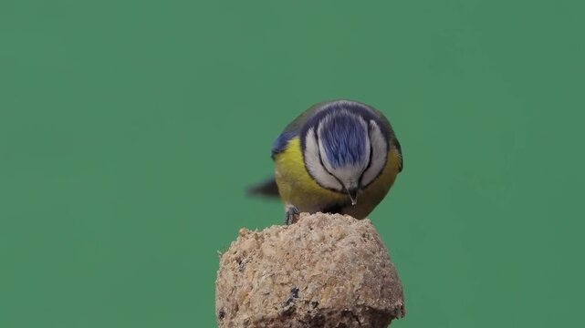 blue tit blue tit pecking food on a green screen, slomo
