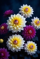 Obraz premium Colorful dahlia flowers blooming against a dark blue background