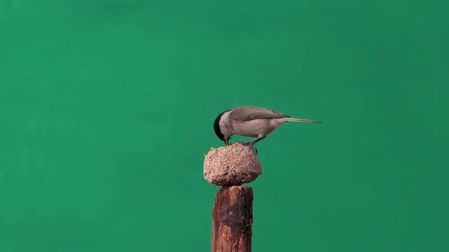 Marsh Tit and tits pecking food on a green screen, slow motion