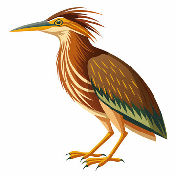 recommend clip art: Bittern Art vector illustration