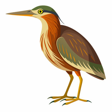 recommend clip art: Bittern Art vector illustration