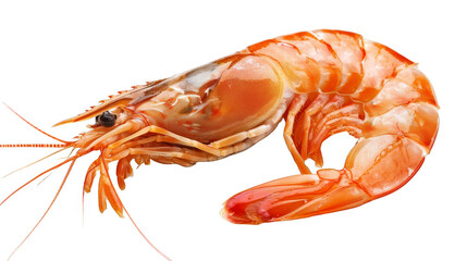  prawn fish isolated on transparent background