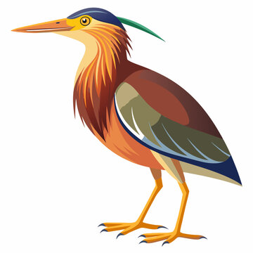 recommend clip art: Bittern Art vector illustration