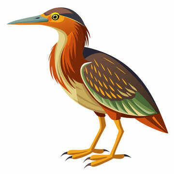 recommend clip art: Bittern Art vector illustration