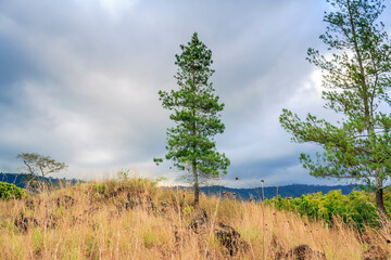 trees on the hill