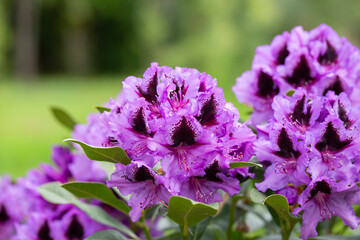 Purple Rhododendron spring flowers in bright daylight selective focus