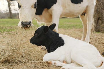 Calf relaxing with cow eating hay closeup in farm field. © ccestep8