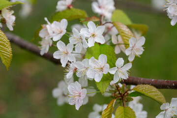 Prunus cerasus flowering tree flower, beautiful white petals tart dwarf cherry flowers in bloom. Garden fruit tree with blossom flowers