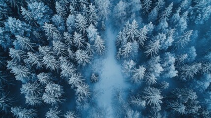A peaceful aerial view of a snowy winter forest with frost-covered trees, predominantly in shades of blue and white.