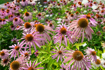 field of purple coneflowers