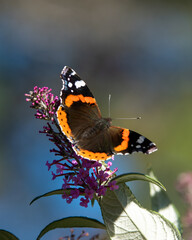 Vanessa atalanta butterfly resting on a flower