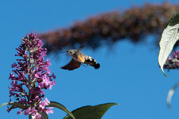Macroglossum stellatarum drinking nectar from pink flower © Christoffer