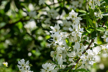 Fototapeta premium Exochorda racemosa Snow Mountain white flowering shrub, ornamental plant in bloom, green leaves on branches close up