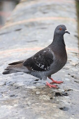 Pigeon